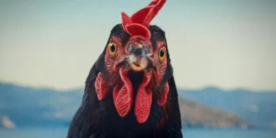 Hen - Storia di una gallina